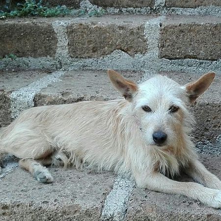 La Vecchia Mola Appartamento Ronciglione  Esterno foto